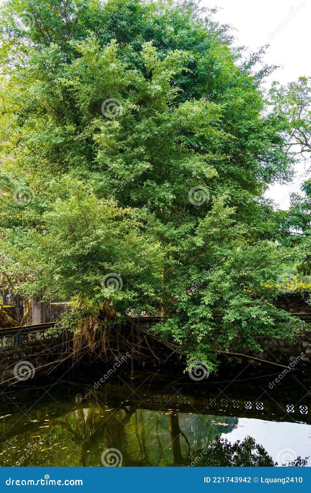 great tree beside pond at dinh tien hoang temple, ninhbinh, vietnam